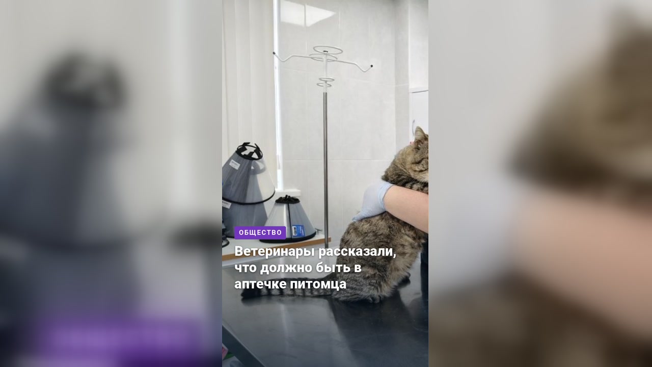 Ветеринары рассказали, что должно быть в аптечке питомца