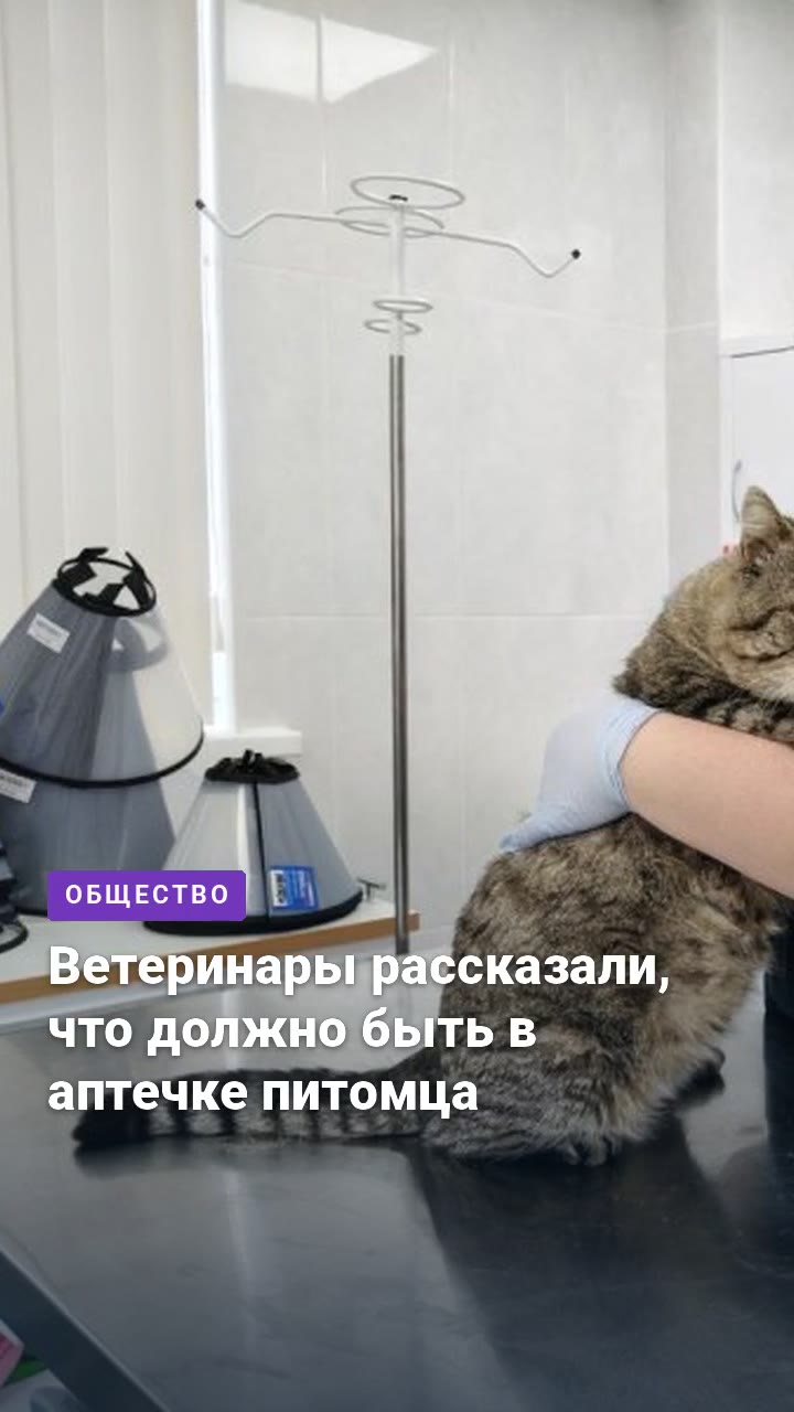 Ветеринары рассказали, что должно быть в аптечке питомца
