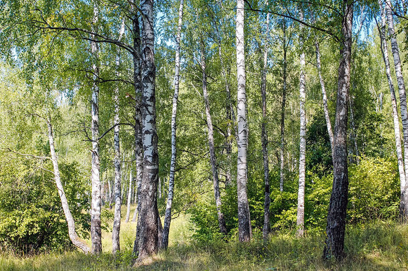 Сегодня — Берещенье