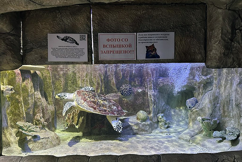 Директора Алуштинского аквариума подвела черепаха