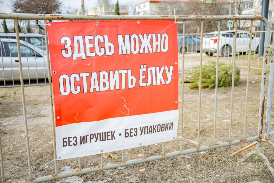 Пункты приема новогодних ёлок заработали в Севастополе