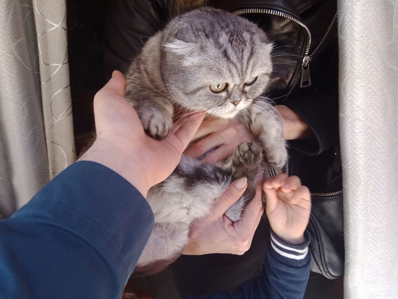 Виновник установлен по лапам: в Симферополе кошка едва не сожгла пристройку в многоэтажке (фото)