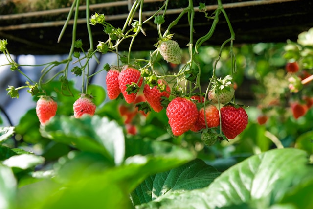 Этой весной севастопольские дачники активнее всего покупают клубнику и розы