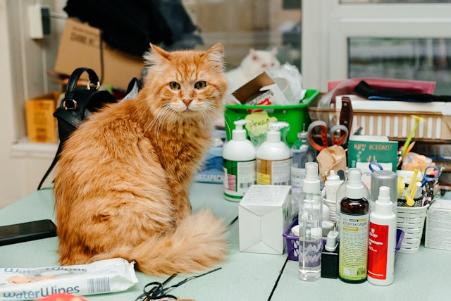 Собак и кошек Севастополя ждет бесплатная вакцина от бешенства