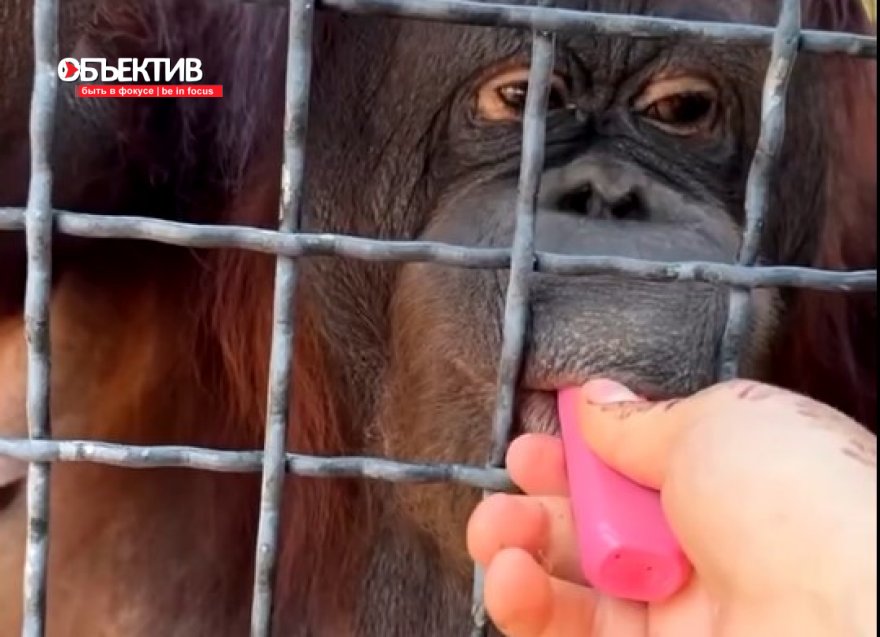 Вейп орангутану боксерша дала «в погоне за хайпом» (ВИДЕО)