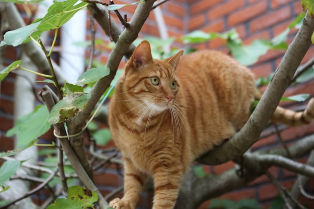 В Крыму спасли застрявшую на дереве девушку с котом