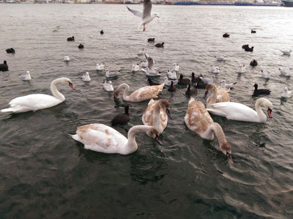 В Севастополе откроется уличная фотовыставка о птицах бухты Круглой
