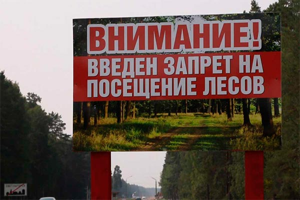 Ограничение на посещение лесов в Севастополе продлили до 30 июля