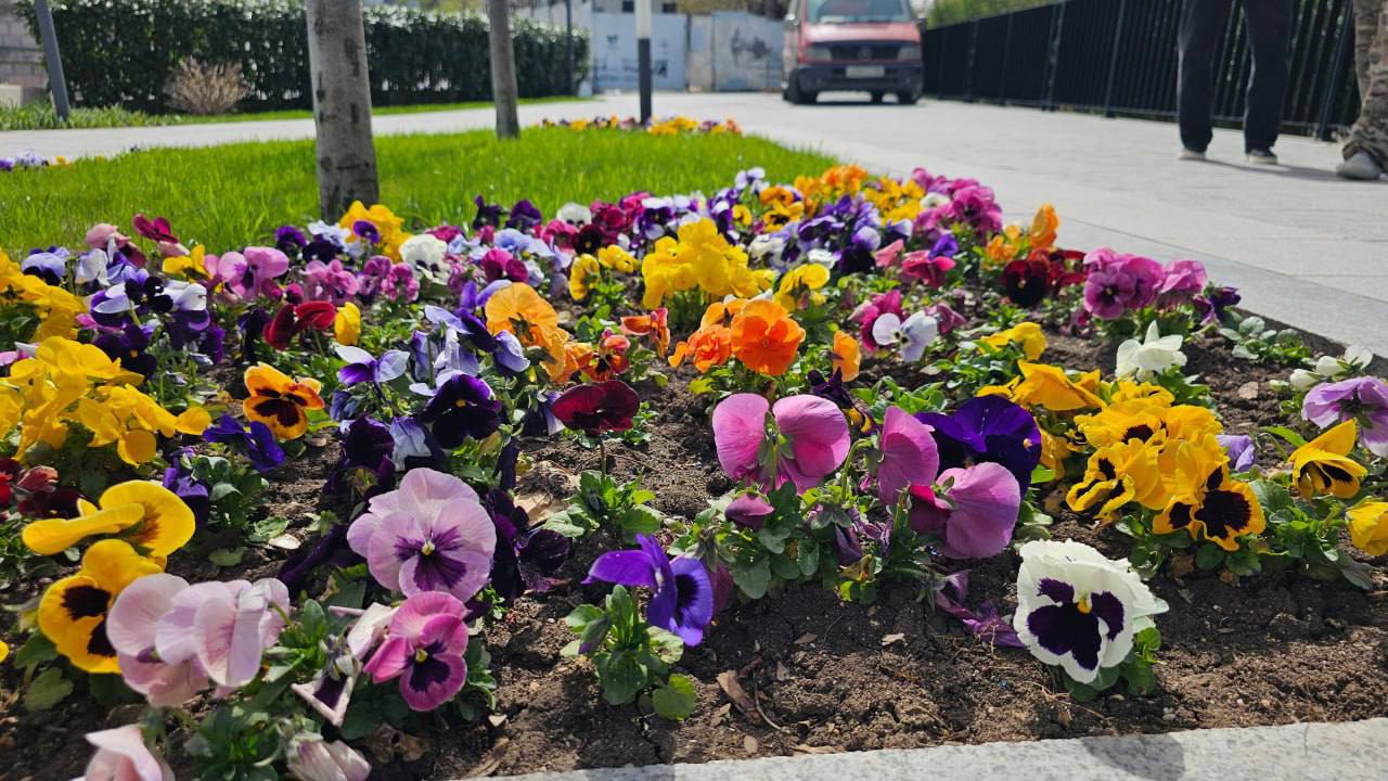 Клумбы в Севастополе украсят по эскизам школьниц  (ФОТО)