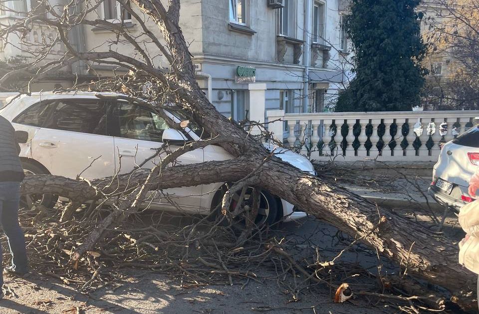 Момент падения ветки дерева на припаркованный автомобиль в Севастополе попал на видео (ВИДЕО)
