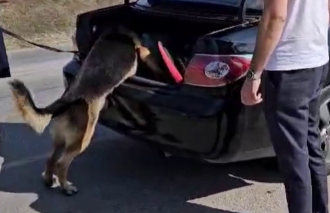 Севастопольцу грозит до десяти лет тюрьмы за перевозку марихуаны