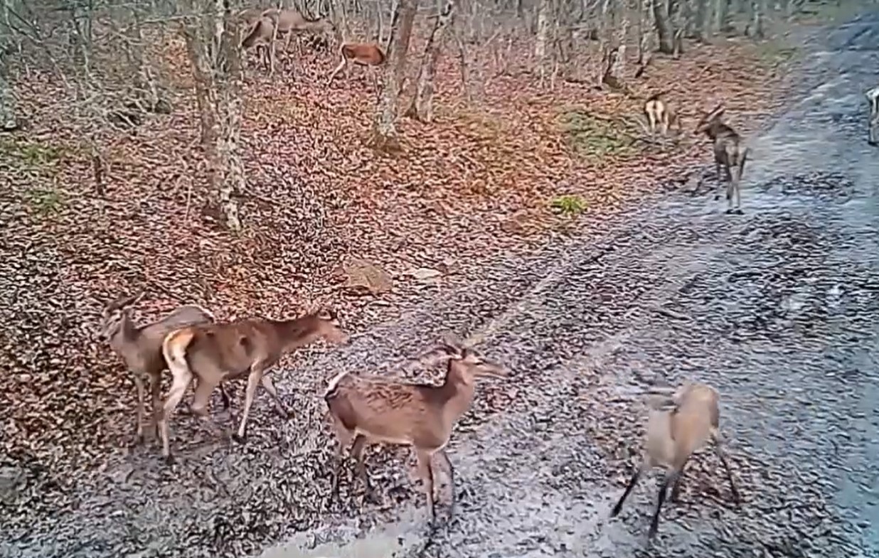 Фотоловушка в Севастополе засняла резвящихся молодых оленей (ВИДЕО)