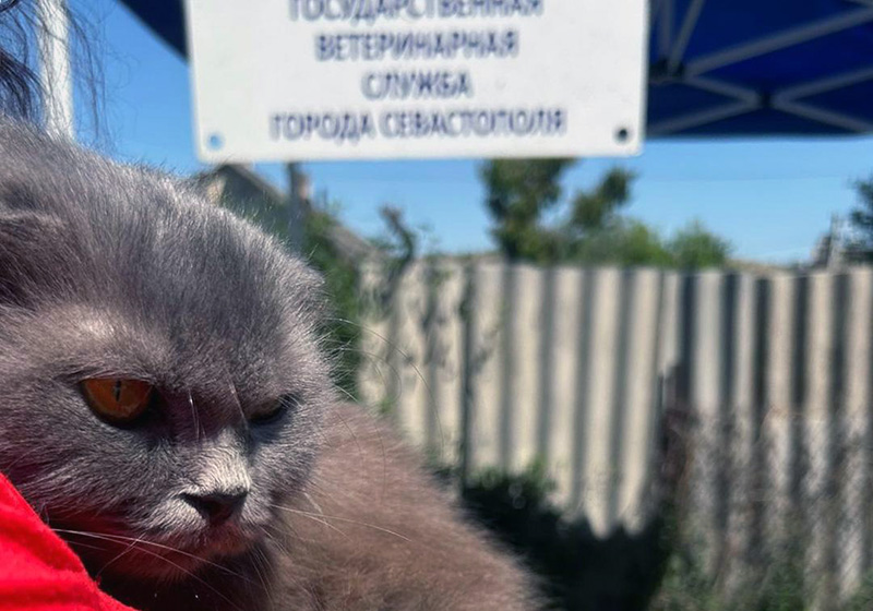 4 июля в Балаклавском районе пройдет бесплатная вакцинация собак и кошек от бешенства